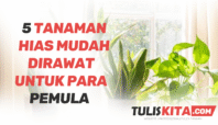 5 Tanaman Hias Mudah Dirawat