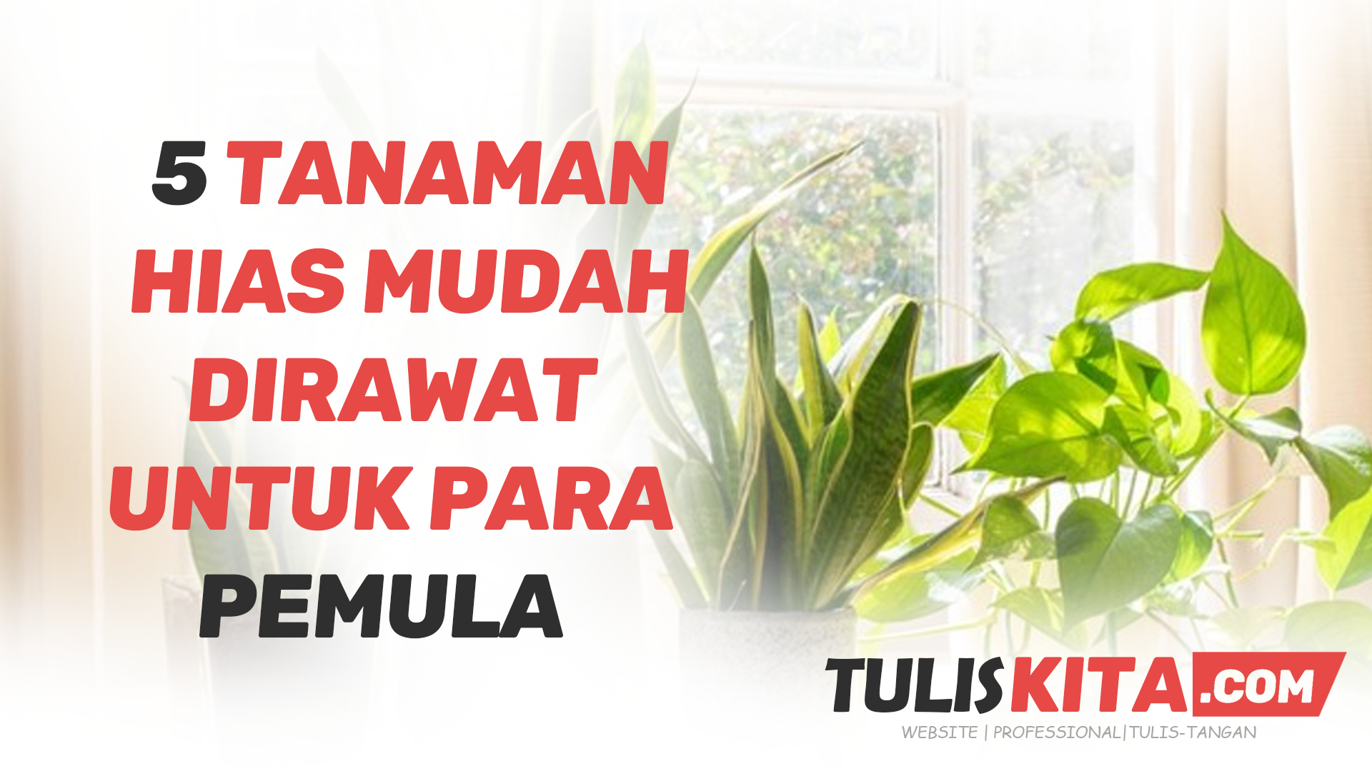 5 Tanaman Hias Mudah Dirawat