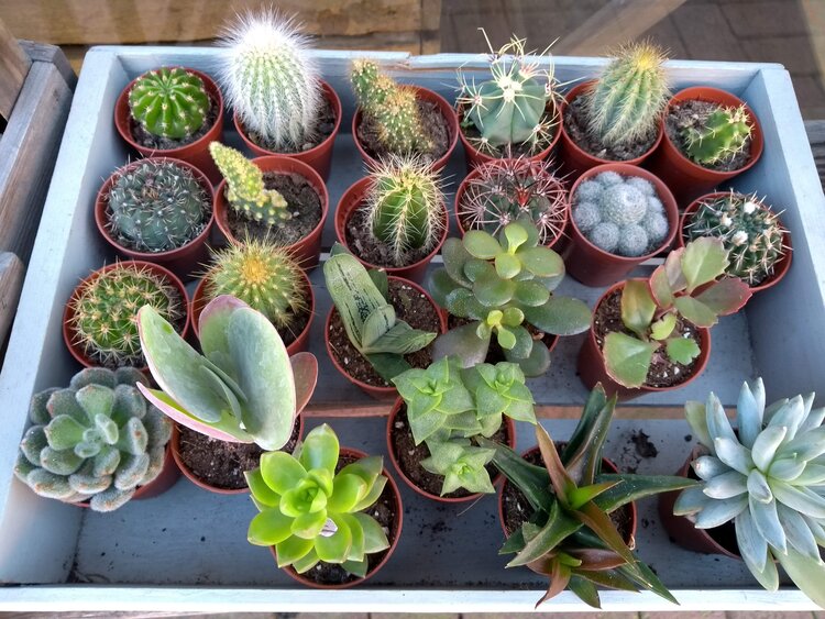 5 Tanaman Hias Mudah Dirawat untuk Pemula yang Bikin Rumah Sejuk & Estetik 6 Succulent Collection